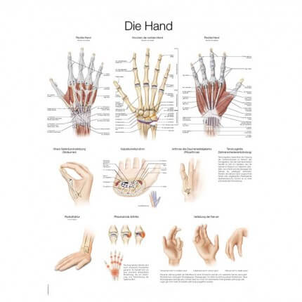 Lehrtafel – Die Hand