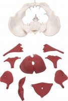 Erler-Zimmer Weibliches Beckenbodenmodell Erler-Zimmer Weibliches Beckenbodenmodell