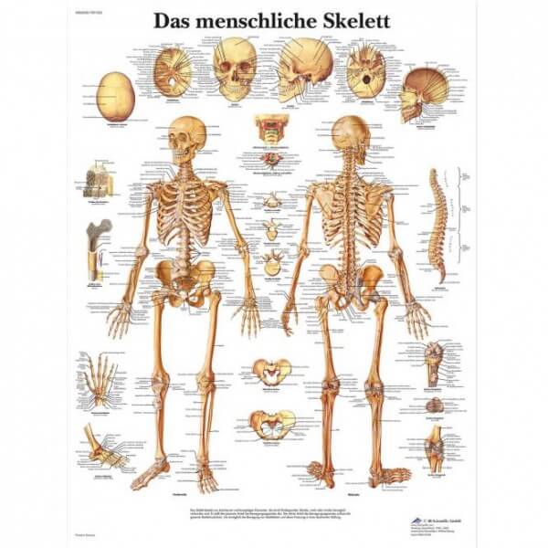 Lehrtafel - Das menschliche Skelett Lehrtafel - Das menschliche Skelett