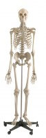 Rüdiger Anatomie Standard Skelett auf Stativ Rüdiger Anatomie Standard Skelett auf Stativ