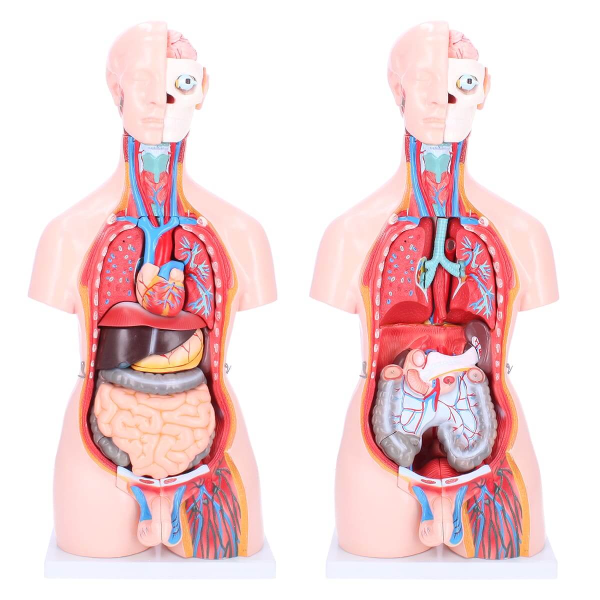 1 Stück Anatomie menschlichen Torso Anatomisches Modell für Schule 