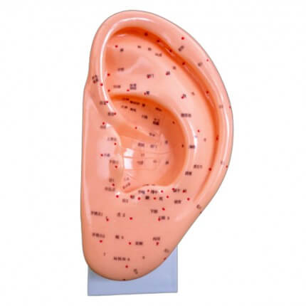 Ear acupuncture model