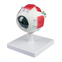 HeineScientific Modell Anatomisches Auge HeineScientific Modell Anatomisches Auge