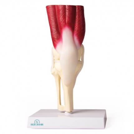 Knee joint model with muscles