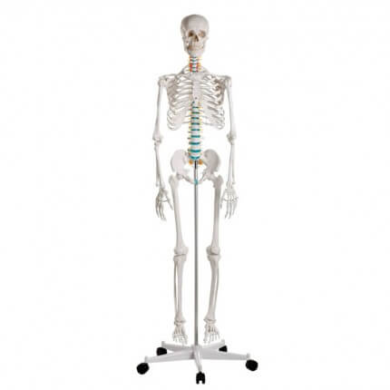 School skeleton "Oscar