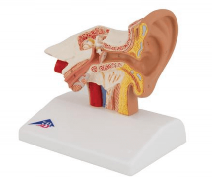 Desk Model of the Ear