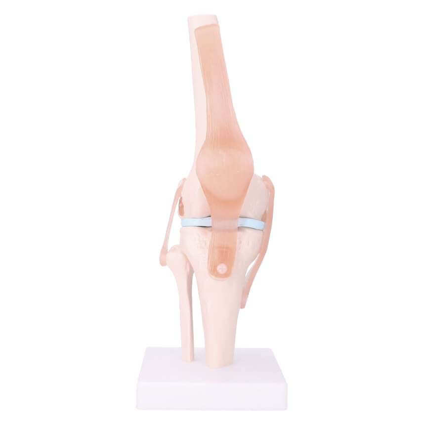 Anatomisches KniegelenkModell Gelenke Anatomische Modelle