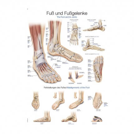 Lehrtafel – Fuß und Fußgelenke