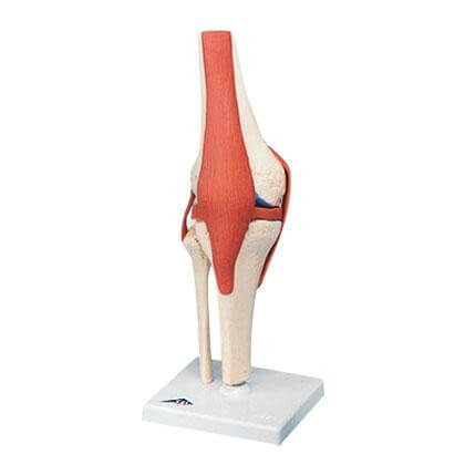 Luxury model knee joint