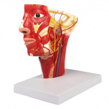 Modell Arterien des Kopfes