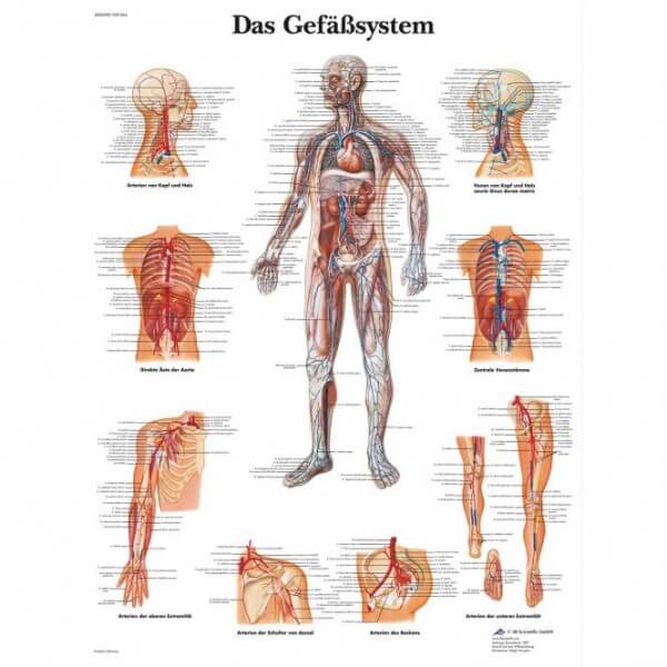 Lehrtafel – Das Gefäßsystem Lehrtafel – Das Gefäßsystem