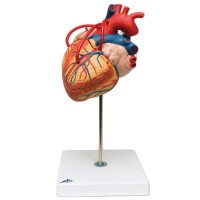 3B Scientific Modèle anatomique de coeur avec pontage 3B Scientific Modèle anatomique de coeur avec pontage