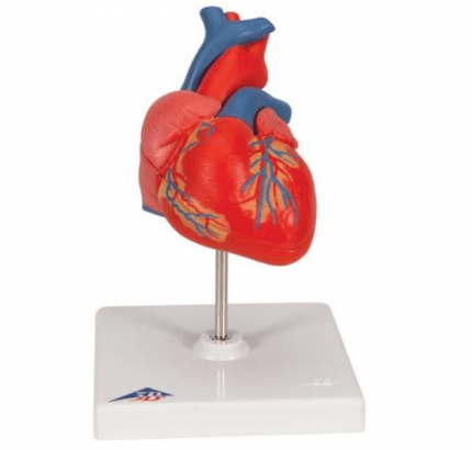 GD-0322A ca Herzmodell aus Kunststoff zerlegbar in 2 Teile 15 x 8 x 6 cm 