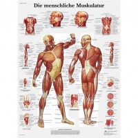 3B Scientific Lehrtafel – Die menschliche Muskulatur 3B Scientific Lehrtafel – Die menschliche Muskulatur