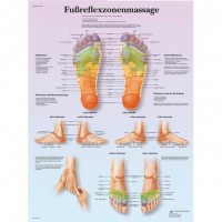 3B Scientific Lehrtafel – Fußreflexzonenmassage 3B Scientific Lehrtafel – Fußreflexzonenmassage