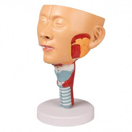 Modell Kopf mit Rachen und Kehlkopf