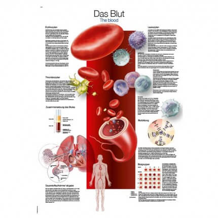 Lehrtafel – Das Blut