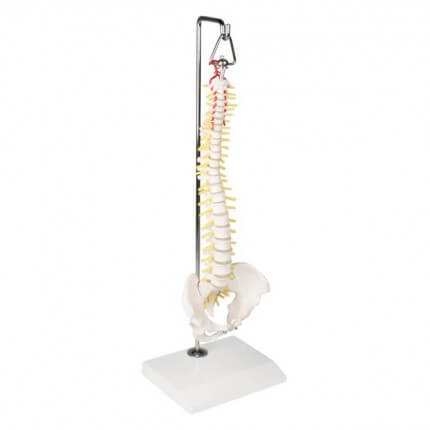 Miniature model spine on hanging stand
