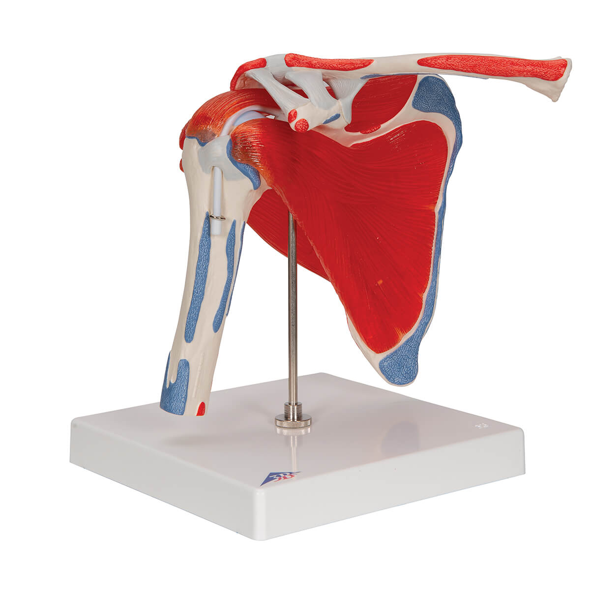 3B Scientific Shoulder Joint Model | DocCheck Shop