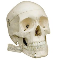 Rüdiger Anatomie Schädel Rüdiger Anatomie Schädel