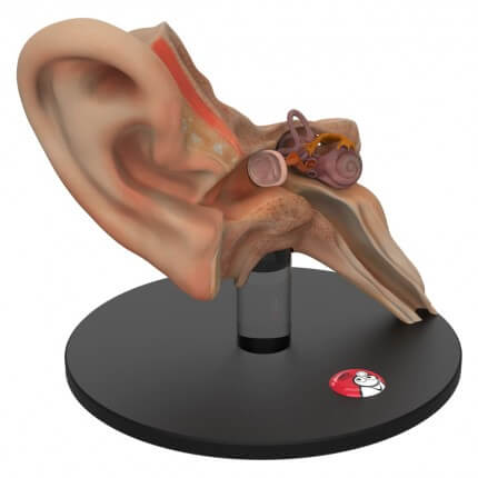 Anatomisches Ohr-Modell "Auris"