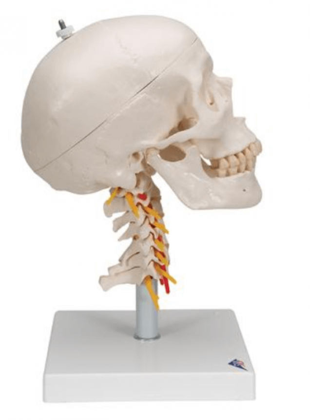 3B Scientific Classic skull with base | DocCheck Shop