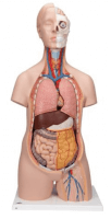 3B Scientific Modell Standard-Torso 3B Scientific Modell Standard-Torso