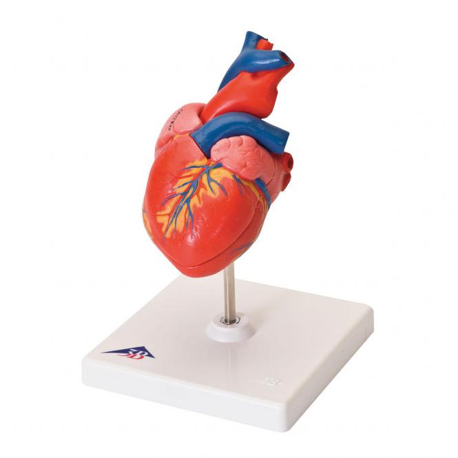 Anatomisches Emulationales Herz Anatomie Eingeweide  Herzmodell Natural 