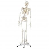 Erler-Zimmer Skelett „Hugo“ mit beweglicher Wirbelsäule