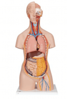 3B Scientific Modell Klassik-Torso mit geöffnetem Rücken 3B Scientific Modell Klassik-Torso mit geöffnetem Rücken