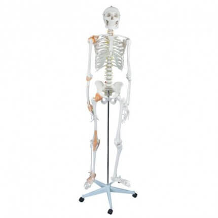Flexibel menselijk skelet