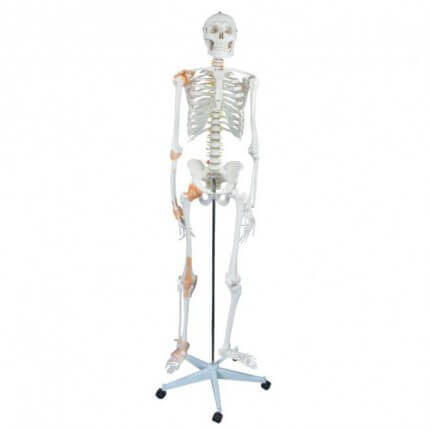 Flexibles Menschliches Skelett Skelette Anatomische Modelle Lehrtafeln Lehre Doccheck Shop Dein Medizinbedarf Online