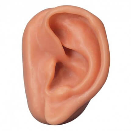 Modèle d'acupuncture de l'oreille