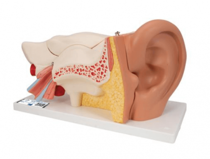 Modèle d'oreille