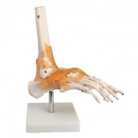 DocCheck Modell Anatomisches Fuß-Skelett DocCheck Modell Anatomisches Fuß-Skelett