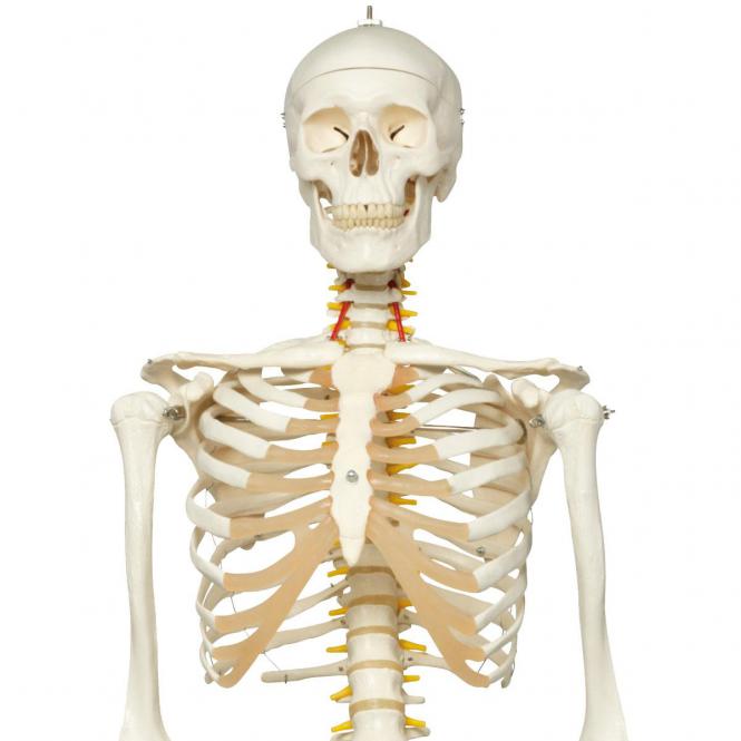 Modèle anatomique squelette humain flexible taille réelle, Heine scientific
