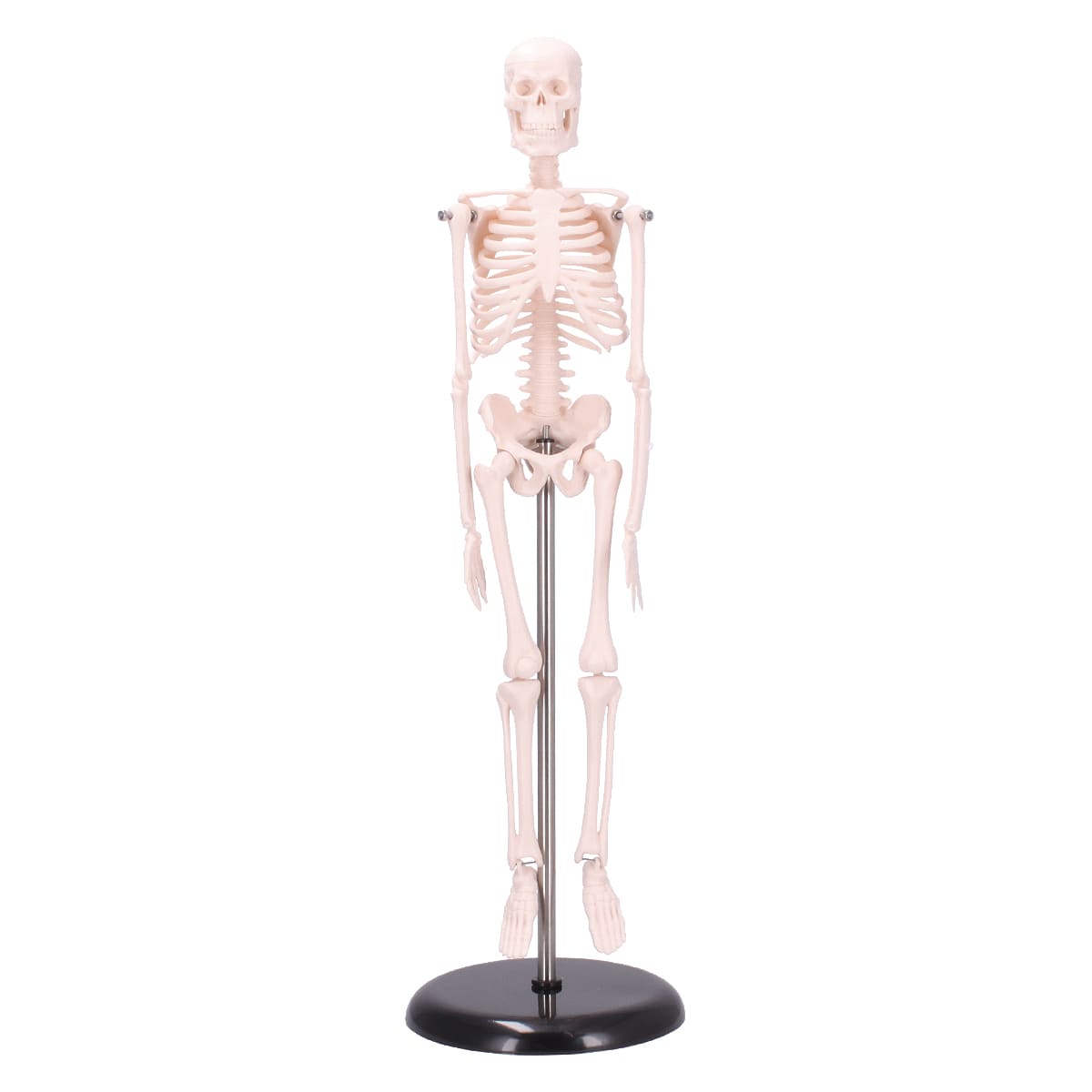 6 Pcs realistisches menschliches Skelett Menschliches Skelettmodell Mini-Figur