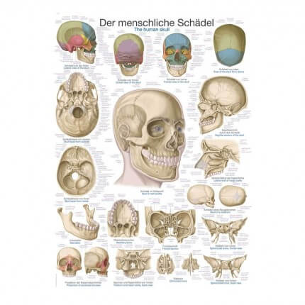 Lehrtafel – Der Schädel