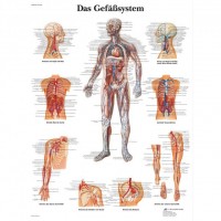 3B Scientific Lehrtafel – Das Gefäßsystem 3B Scientific Lehrtafel – Das Gefäßsystem