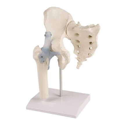 Modèle d'articulation de la hanche avec sacrum