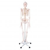 Dr. No Menselijk Skelet