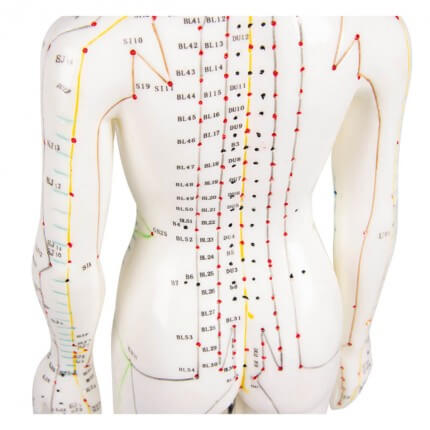 Erler-Zimmer Acupuncture figure | DocCheck Shop