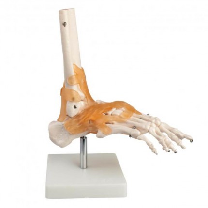 Modell Anatomisches Fuss Skelett Skelette Anatomische Modelle Lehrtafeln Lehre Doccheck Shop Dein Medizinbedarf Online