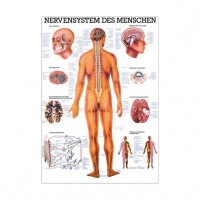 Rüdiger Anatomie Lehrtafel – Das Nervensystem des Menschen Rüdiger Anatomie Lehrtafel – Das Nervensystem des Menschen