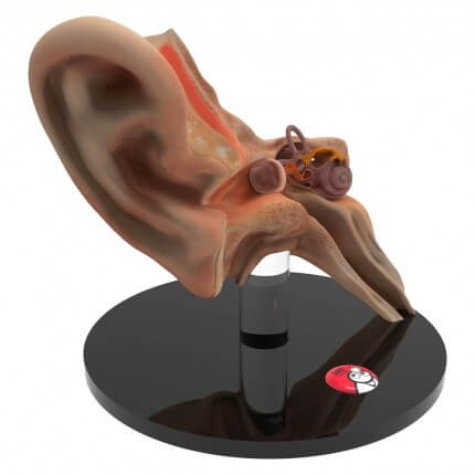 Anatomisches Ohr-Modell "Auris"