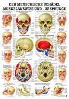 Rüdiger Anatomie Lehrtafel – Der menschliche Schädel Rüdiger Anatomie Lehrtafel – Der menschliche Schädel