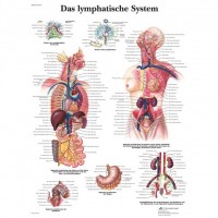 3B Scientific Lehrtafel – Das lymphatische System 3B Scientific Lehrtafel – Das lymphatische System