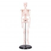 Dr. No Mini skelet