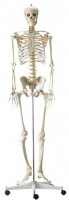 DocCheck Human skeleton DocCheck Human skeleton