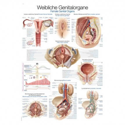 Tableau pédagogique – Organes génitaux féminins